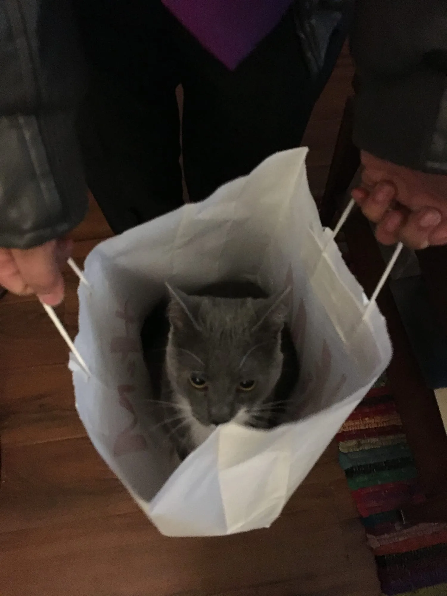 Beauregard sitting inside a white paper gift bag held open by two hands.
