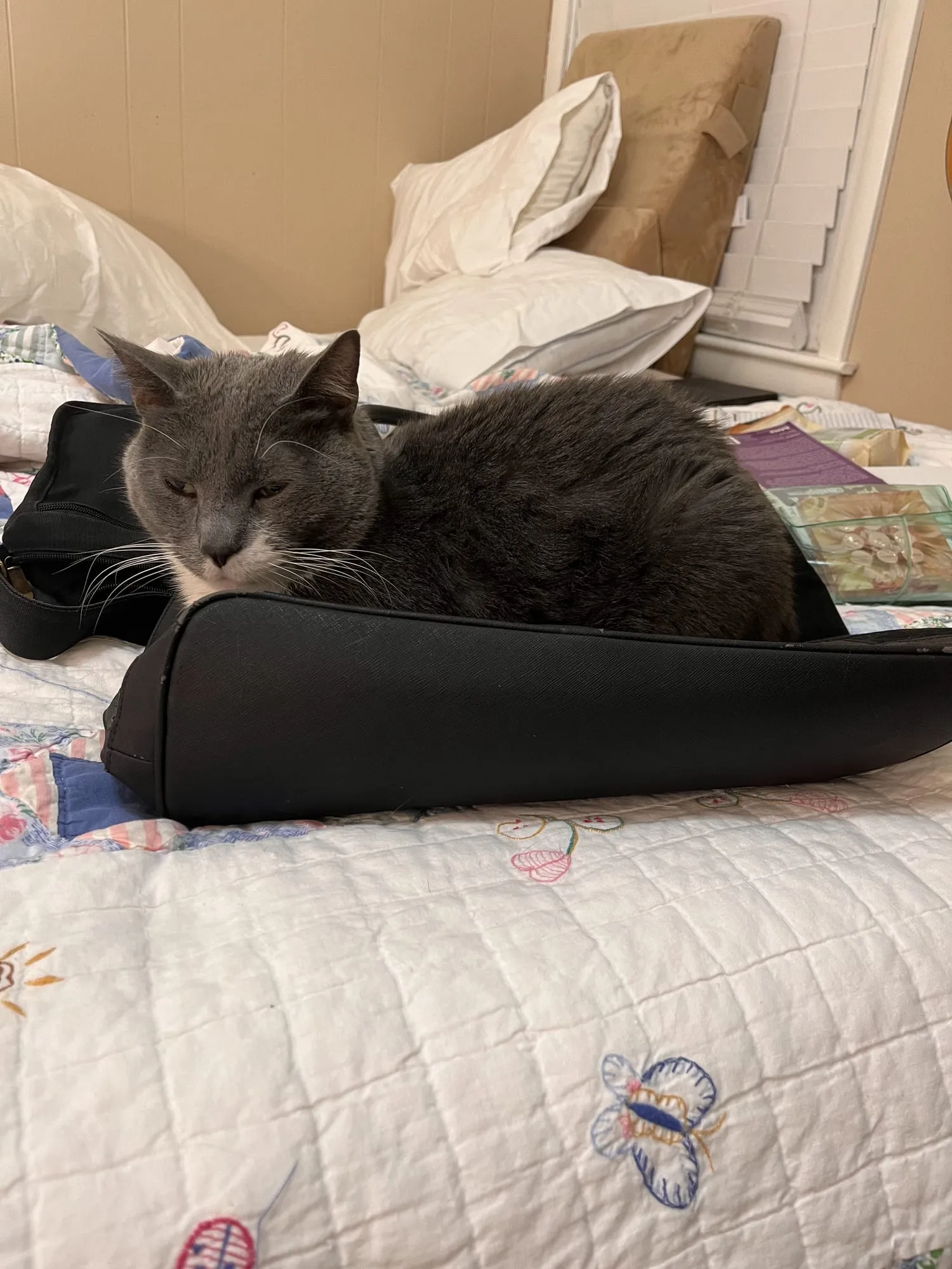Beauregard loafed on top of a black laptop bag on a quilted bed.