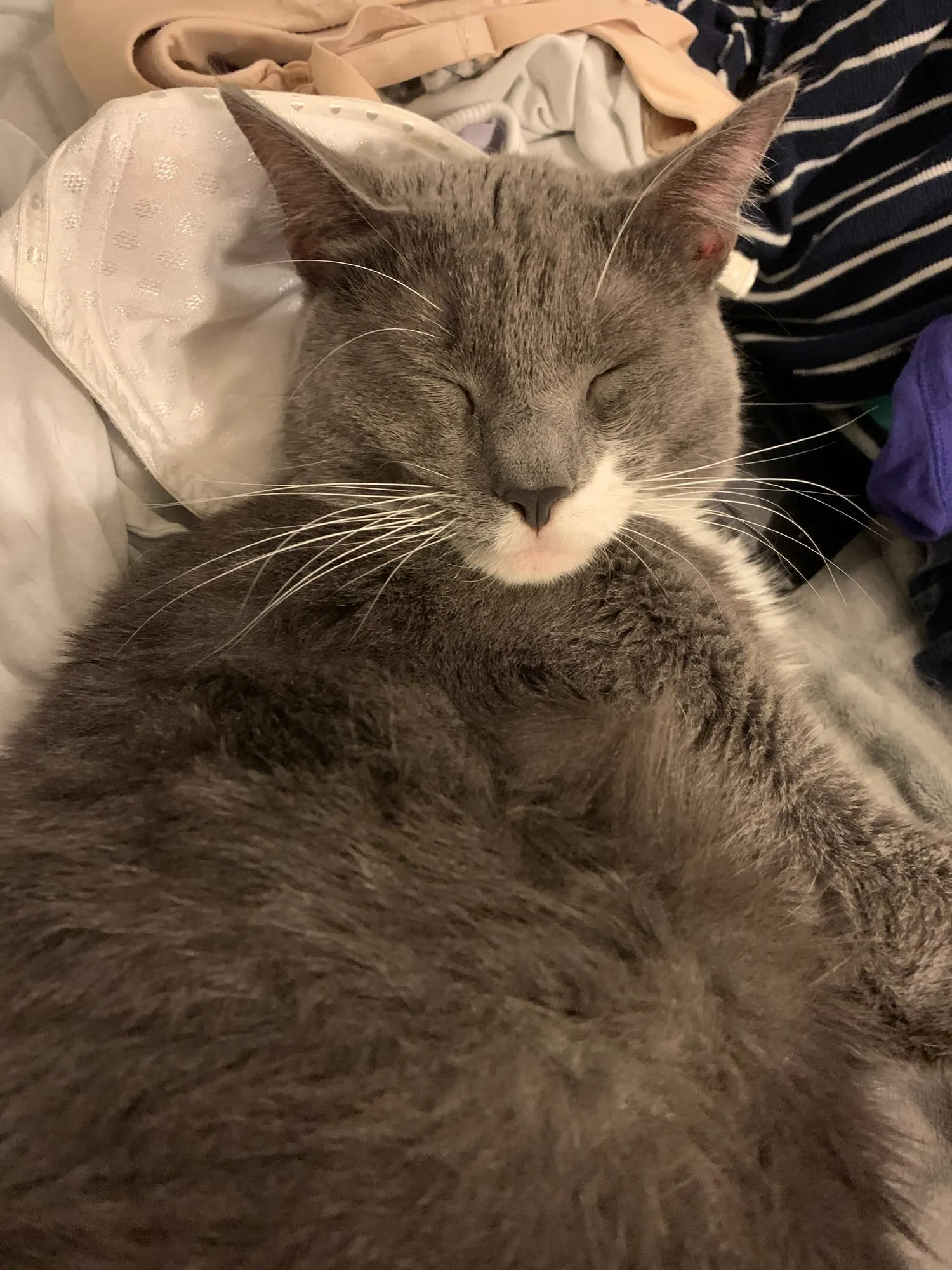 Beauregard asleep on a pile of folded laundry, eyes shut and chin tucked.