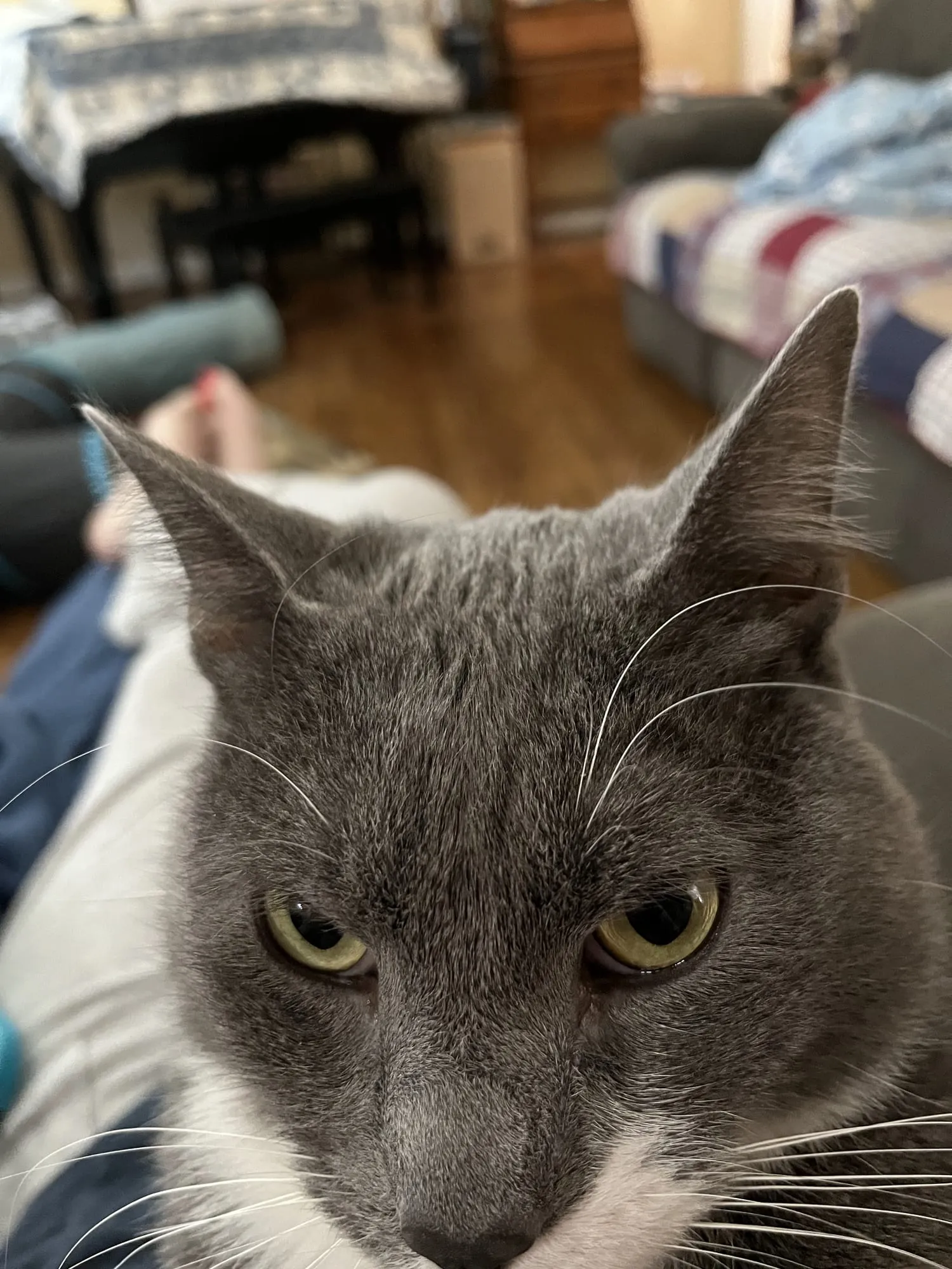 Close-up of Beauregard's face, ears up and eyes narrowed at the camera.