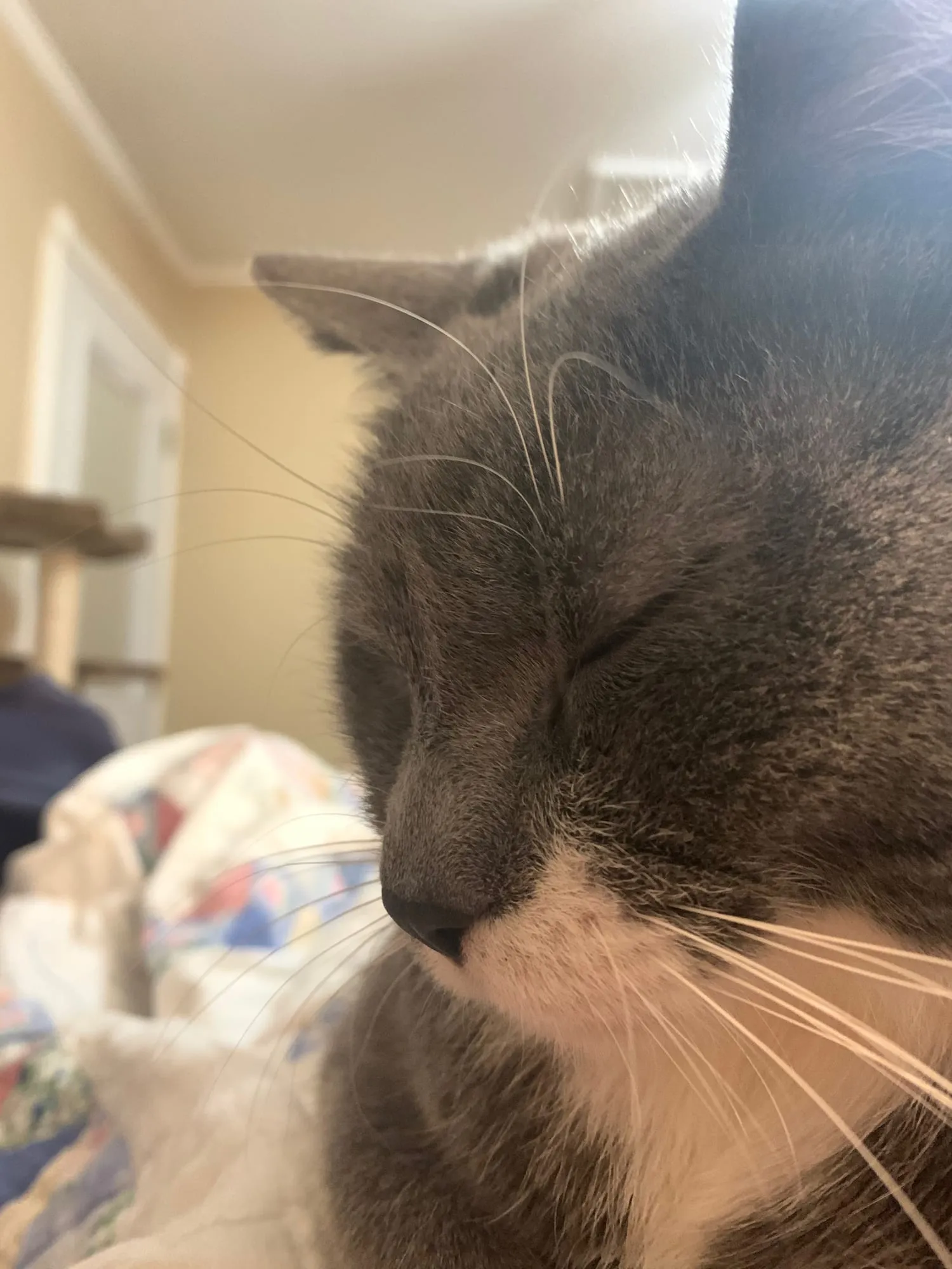 A very close crop of Beauregard's sleeping face, whiskers filling the frame.